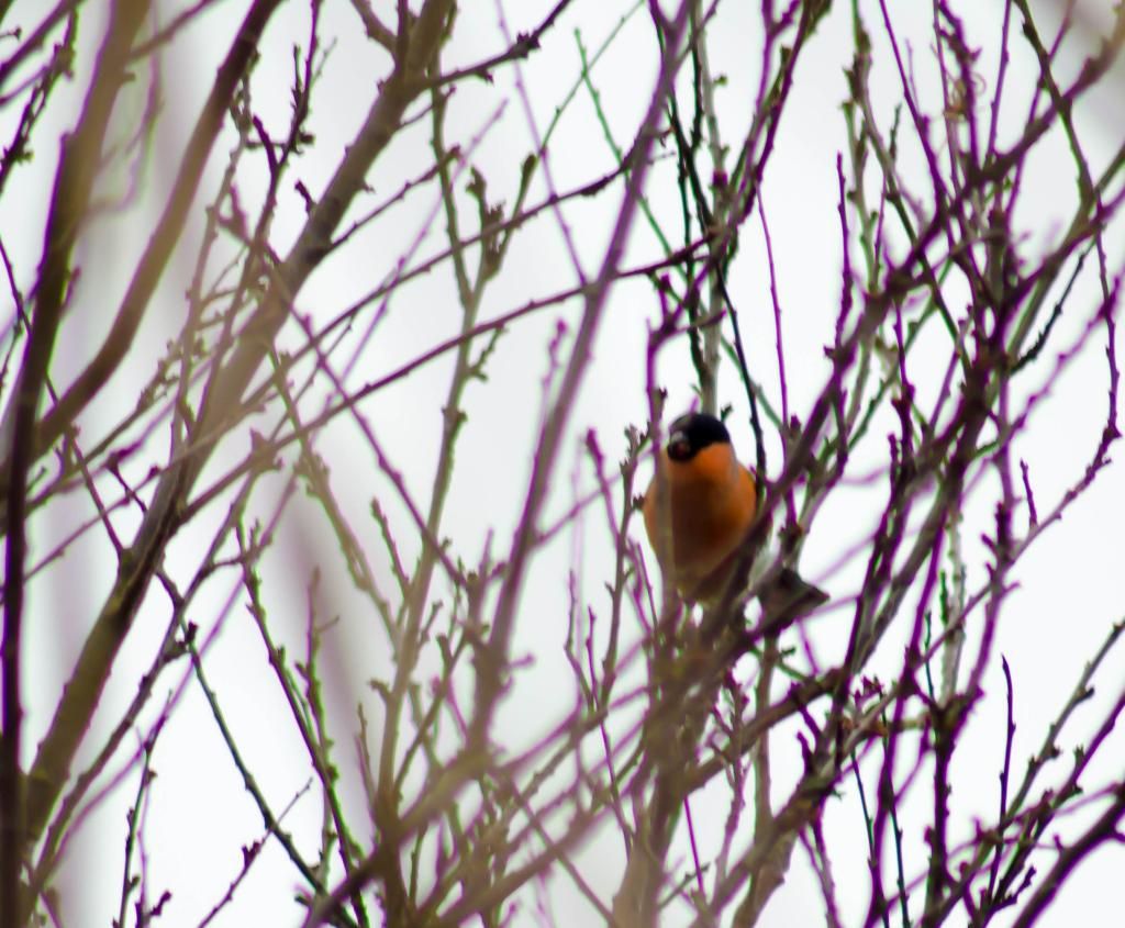 DSC_6262-1.jpg