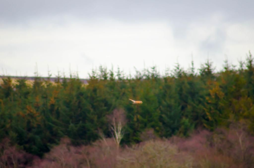 DSC_6512-1.jpg