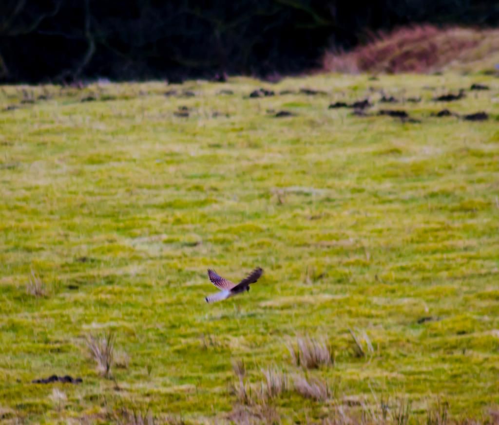 DSC_6522-1.jpg