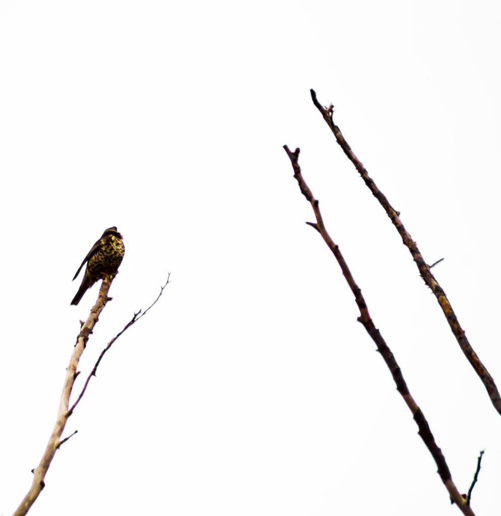 DSC_6525-1.jpg