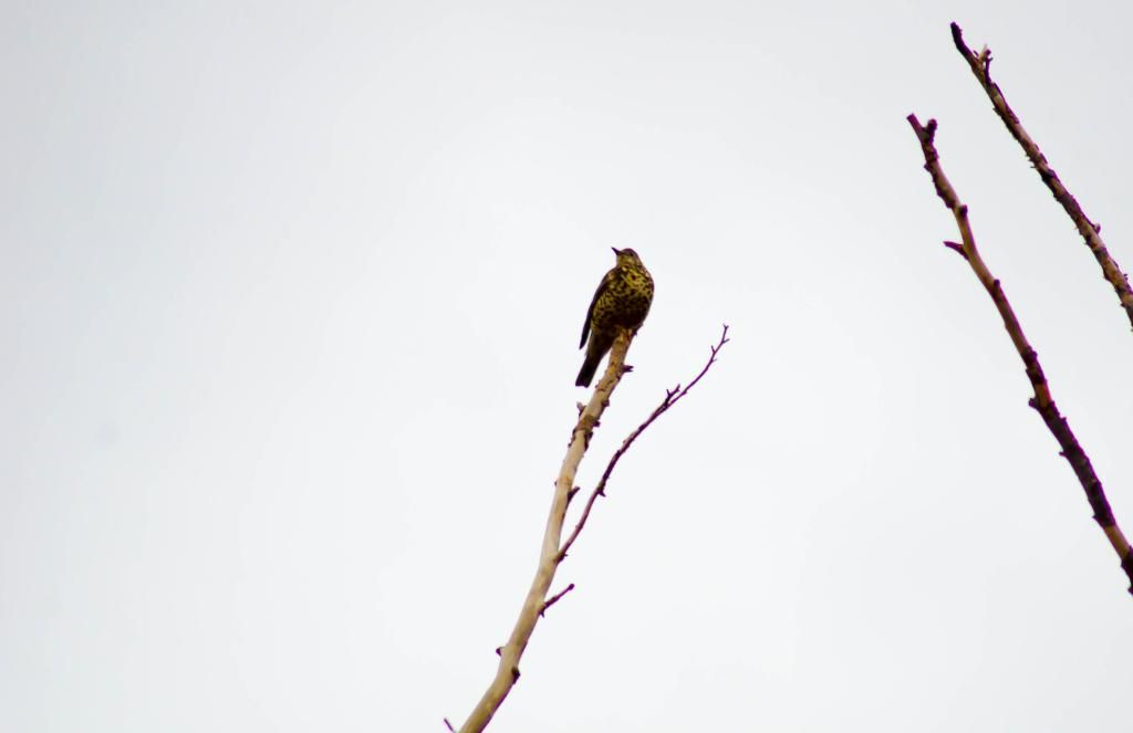 DSC_6526-1.jpg