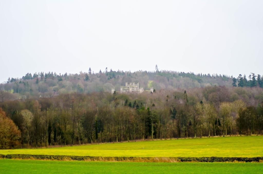 DSC_6531-1.jpg