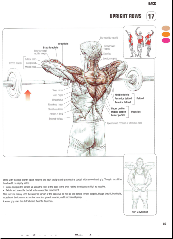 Bodyweight Strength Training Anatomy Download