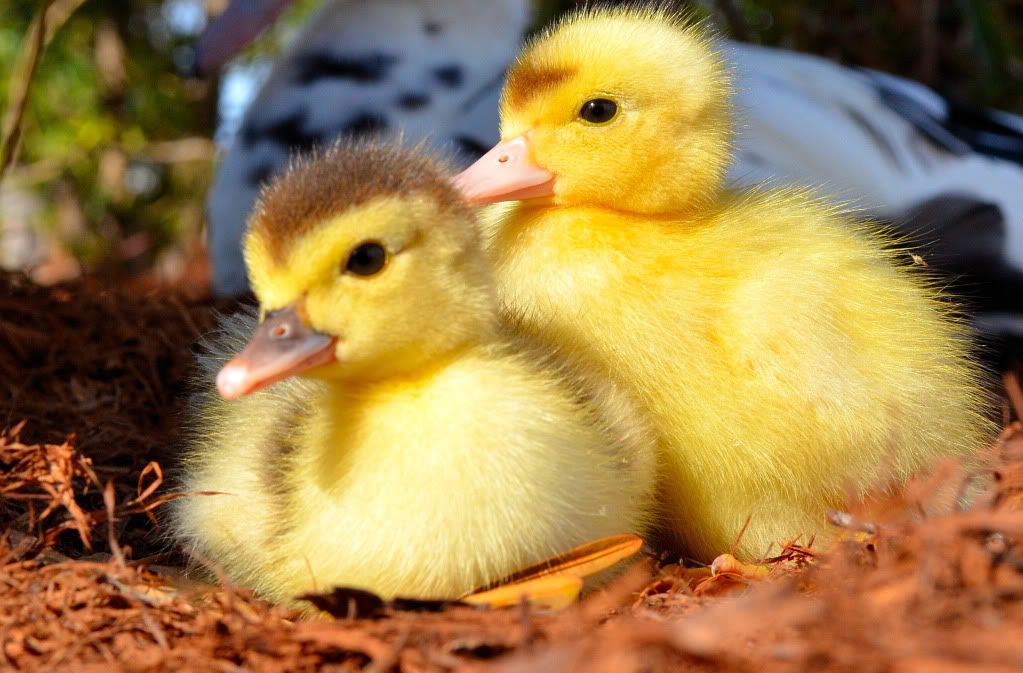 Duckies Pictures, Images and Photos