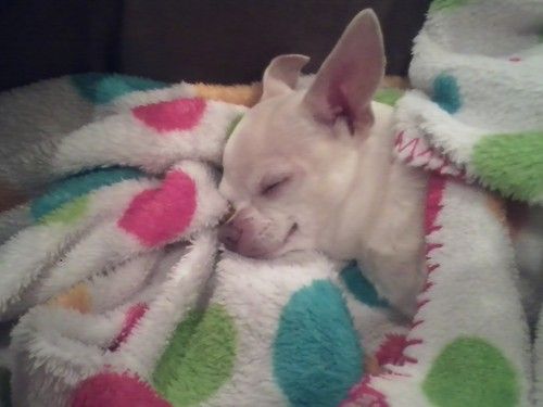 photo tumblr_mju426fd0I1rhhj6oo1_500_zps1c982093.jpg