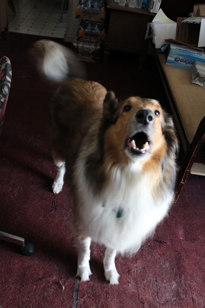 IMAGE: http://i1049.photobucket.com/albums/s387/aznkid248/IMG_02071.jpg