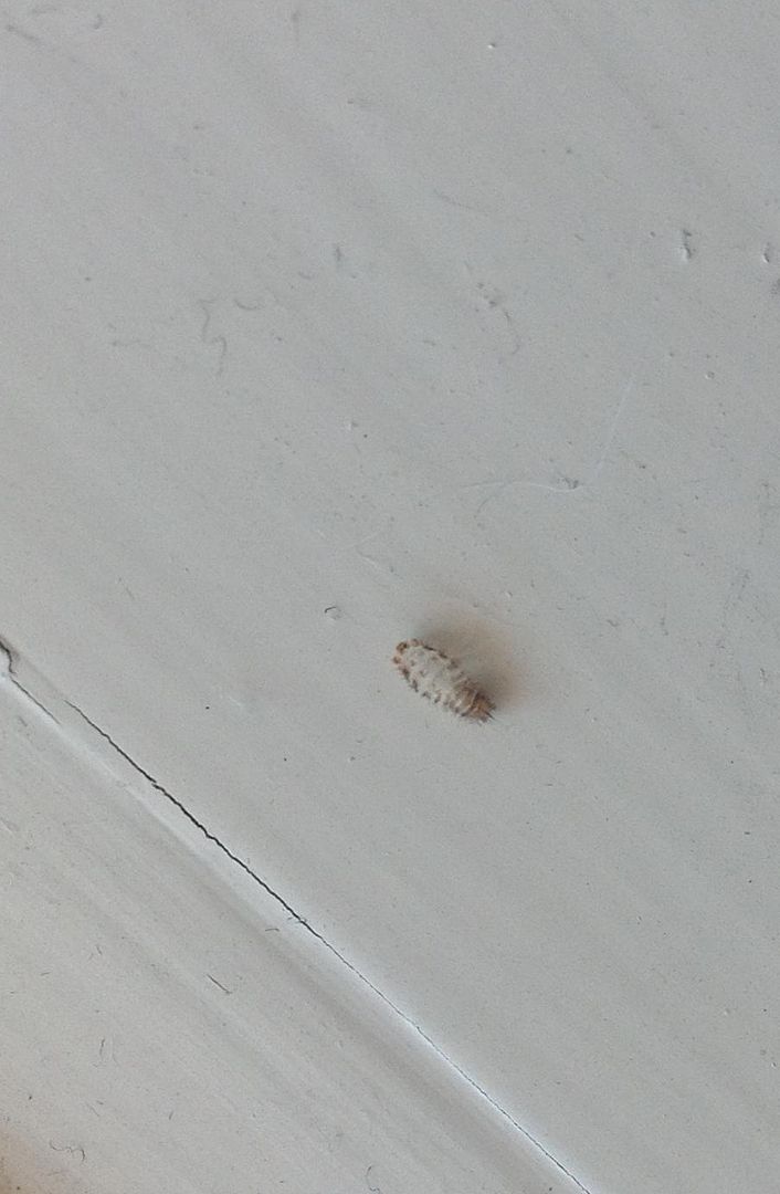 Help- are these bed bug casings? Â« Got Bed Bugs? Bedbugger Forums