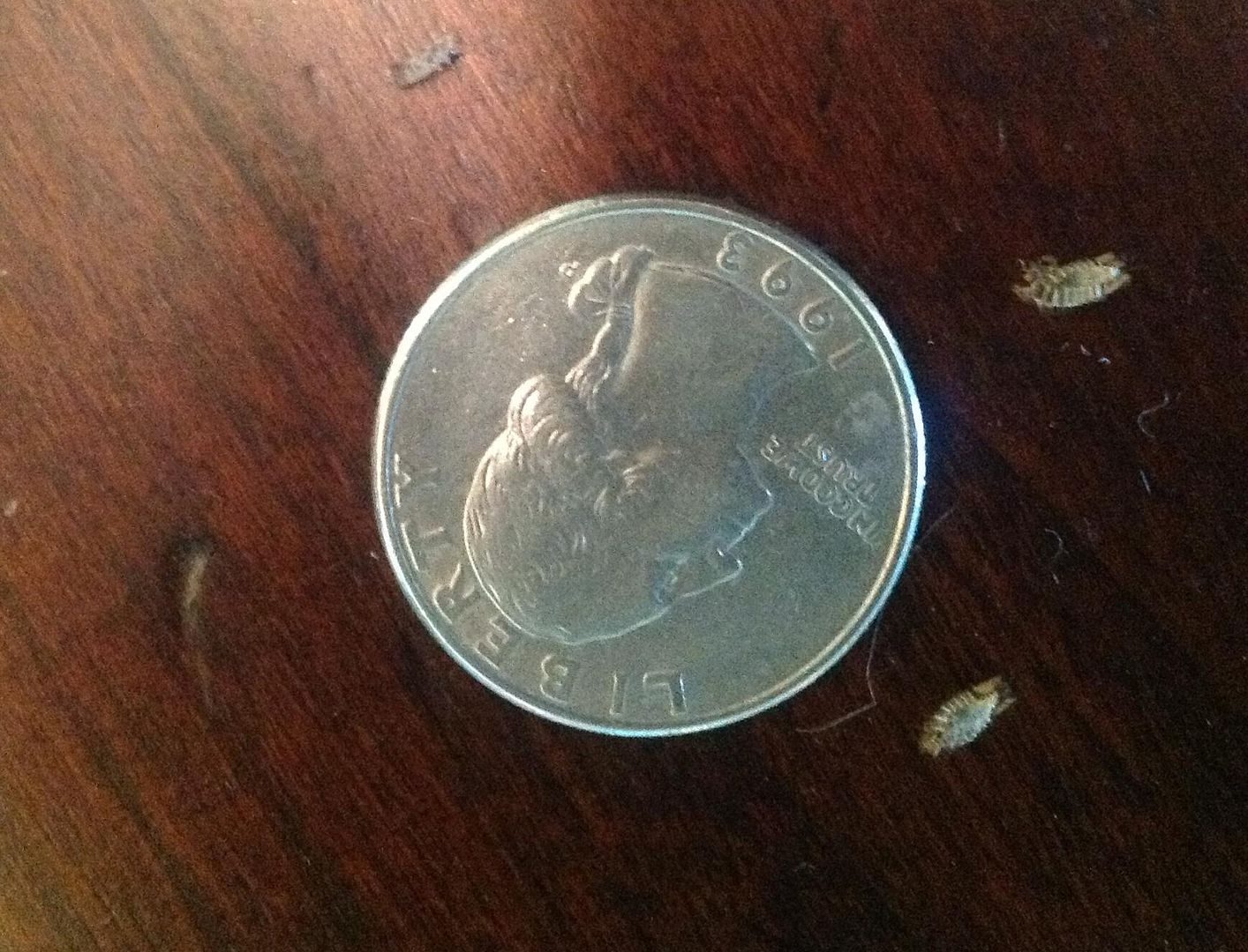 Bed Bug Shell Casings Bedbugs, bug casings are bugs no shed bug cast ...
