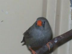 Zebrafinches003.jpg
