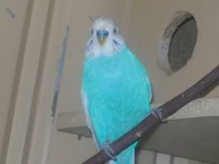 budgies001.jpg