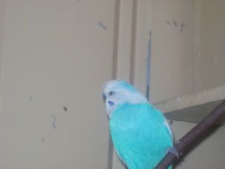 budgies002.jpg