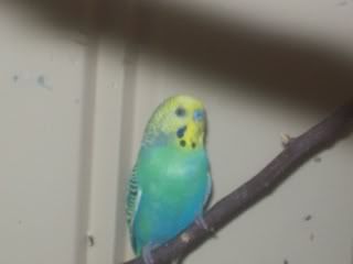 budgies003.jpg