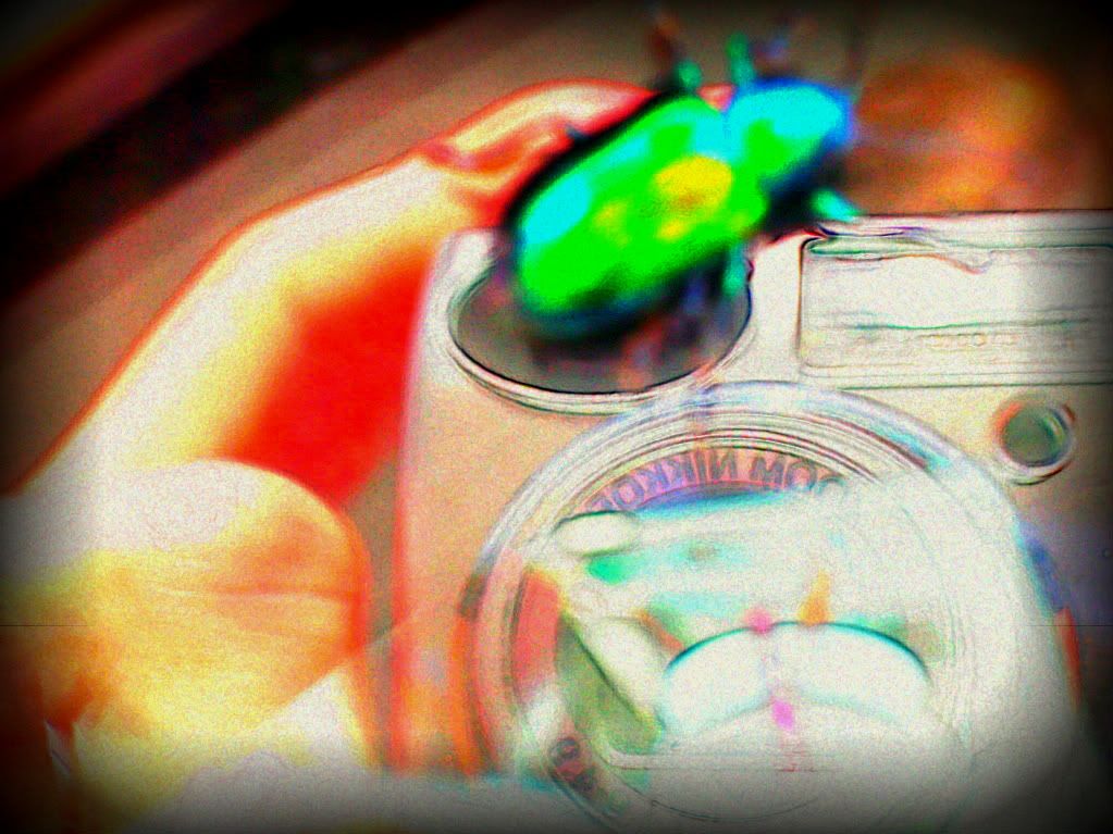 amateur (c) theGirlNextDorm amateur photography