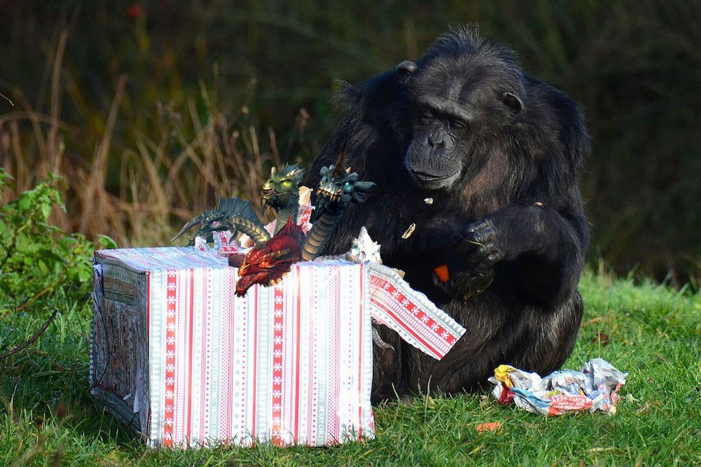 A-Chimpanzee-opens-its-Christmas-presents-at-ZSL-Whipsnade-Zoo-MAIN_zps5d132e1e.jpg