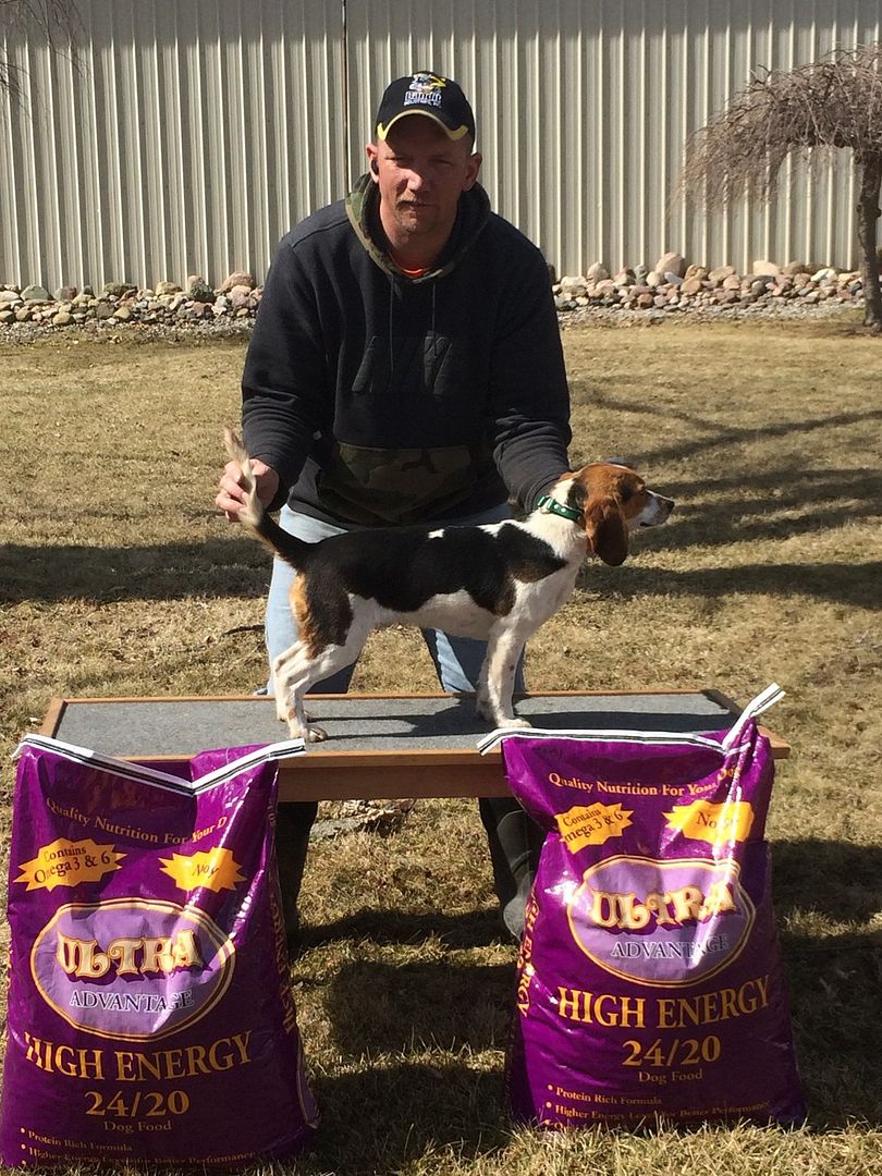 ukc beagle classifieds