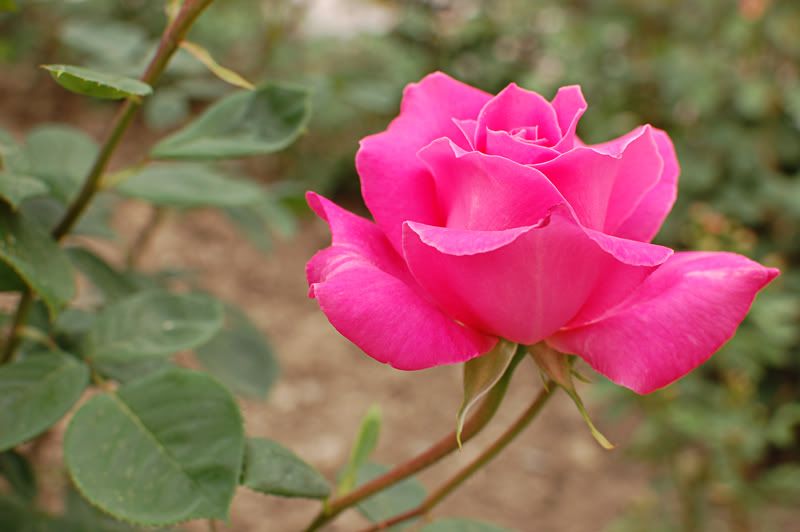flower images in rose