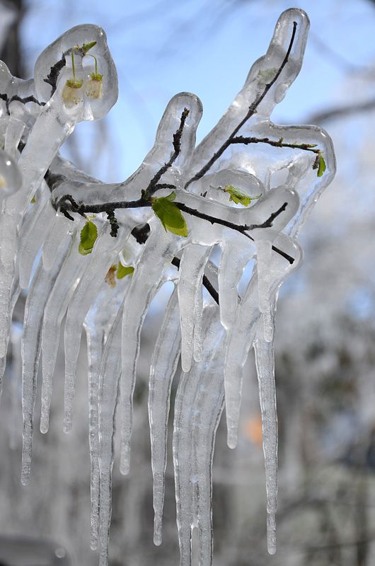 ice on tree photo: Ice on the trees. Crimea DSC_2251_zps1c09dbb4.jpg