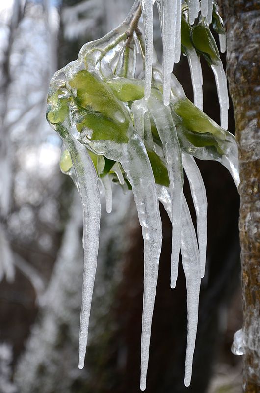 ice tree photo: Ice on the trees. Crimea DSC_2263_zps8c6ba184.jpg