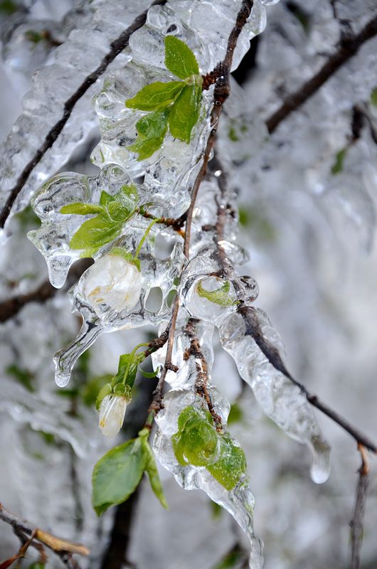 ice tree photo: Ice on the trees. Crimea DSC_2326_zpscc169e4b.jpg