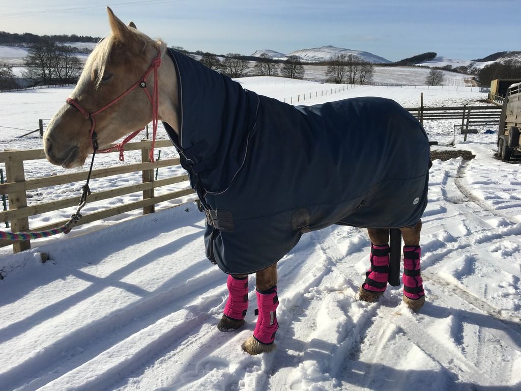 Thermatex leg wrap sizing Horse and Hound Forum