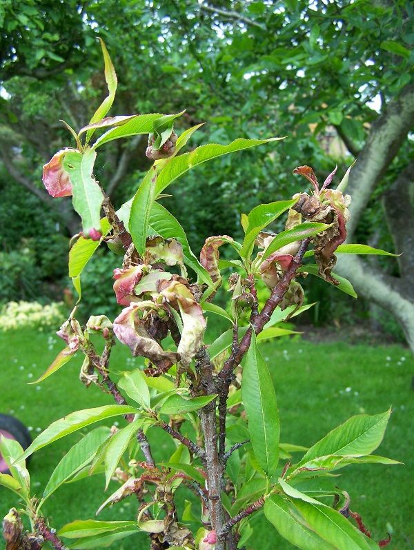 Nectarine.jpg