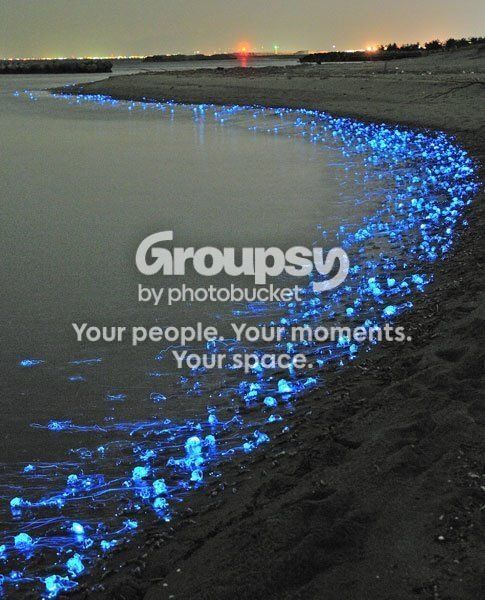 FireflysquidJapan