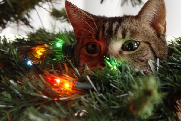  photo cat-in-christmas-tree.jpg