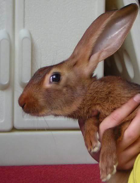 Roo.jpg