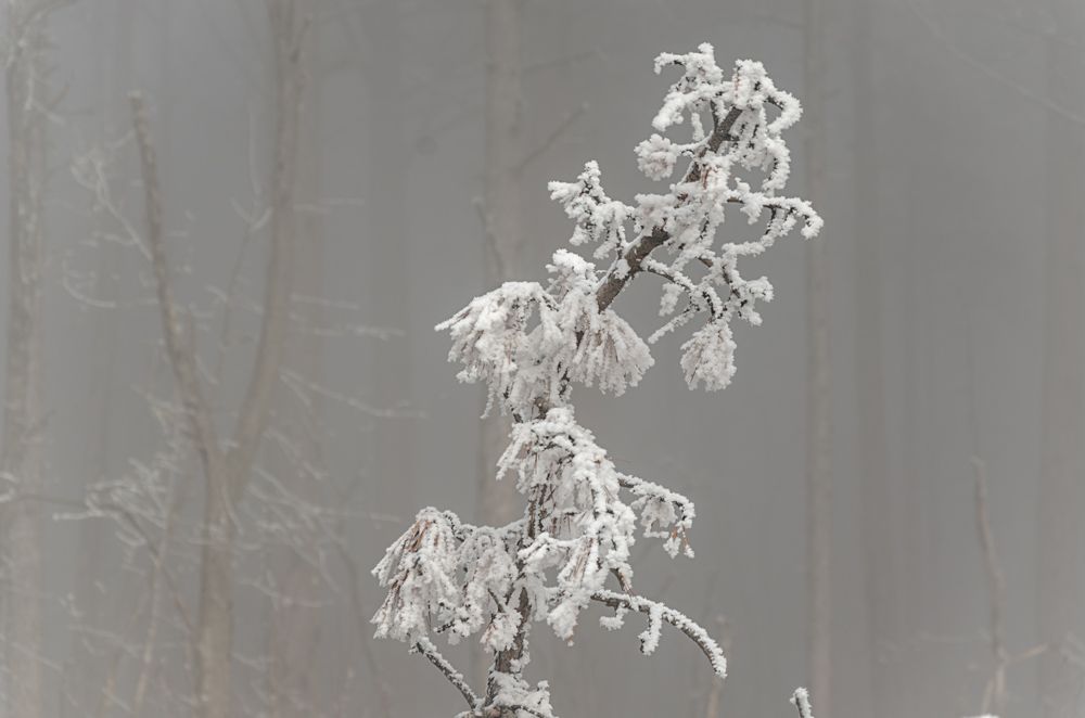Snow and fog in thr forest photo DSC_9787_zps447eafba.jpg